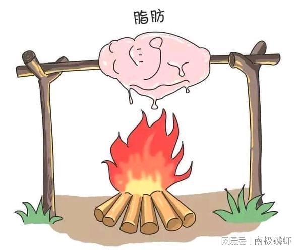 必一体育南极磷虾油：减脂塑形的机密兵器(图3)